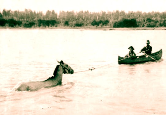 Horse Being Guided by Canoe